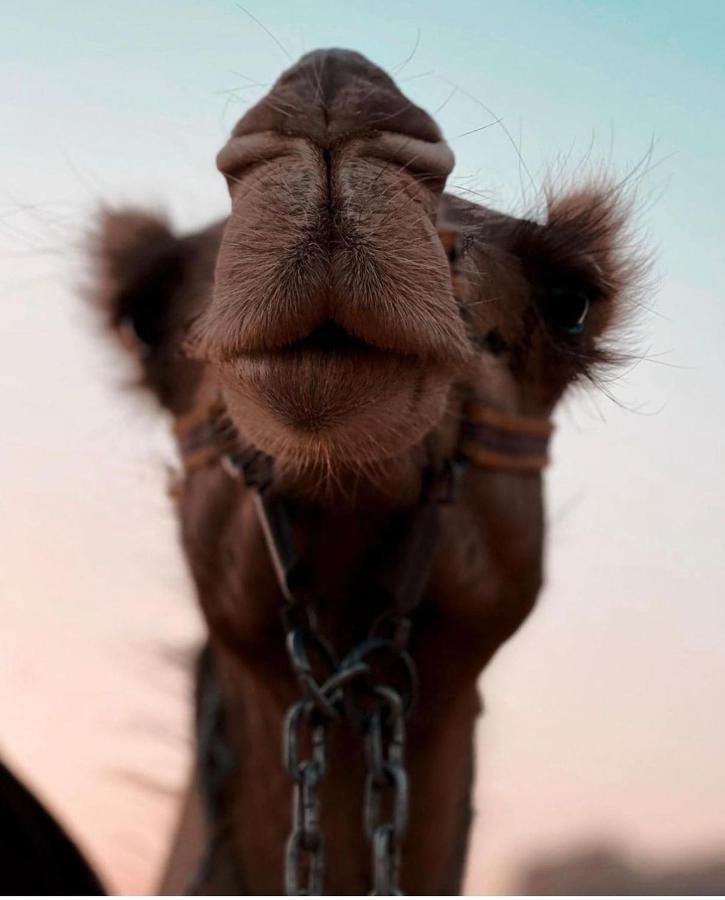 Wadi Rum Under Stars エクステリア 写真